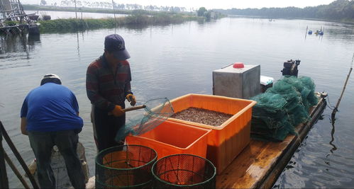 多品種生態(tài)混養(yǎng)成為牛田洋 科技興漁 新模式