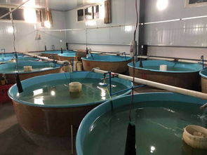 東坡水產(chǎn)綠色養(yǎng)殖新模式 引領(lǐng)可持續(xù)發(fā)展的未來(lái)