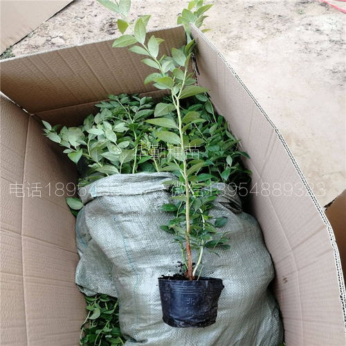 錢(qián)德勒藍(lán)莓苗種植與水產(chǎn)養(yǎng)殖的生態(tài)結(jié)合