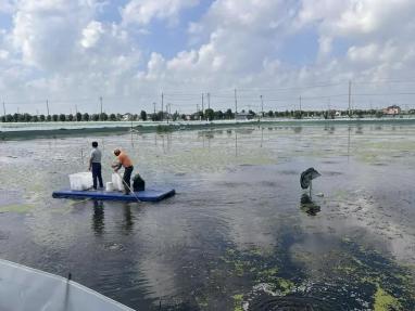 實(shí)探大閘蟹養(yǎng)殖地 電子驗(yàn)蟹師量化肥滿度，日薪兩千的職業(yè)新寵