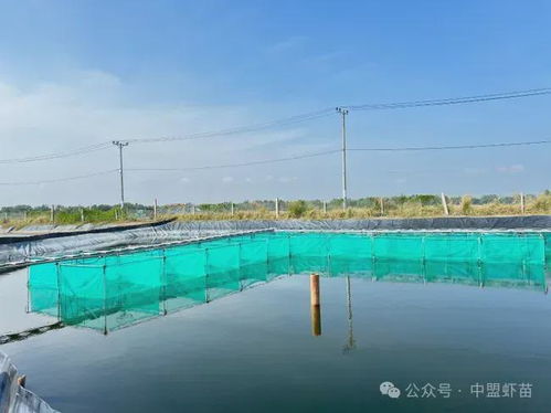水產養殖新利器 椰子提取物的革命性應用