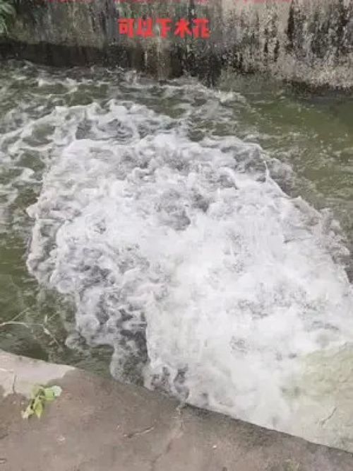 只要你敢，就讓你贏 黃骨魚養(yǎng)殖的水產(chǎn)致富經(jīng)