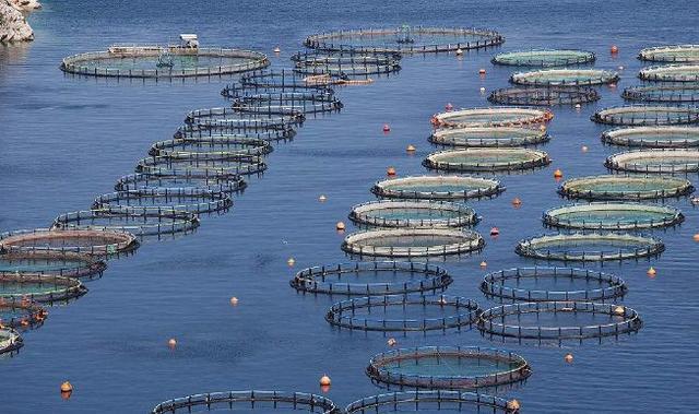 我國水產(chǎn)養(yǎng)殖業(yè) 現(xiàn)狀挑戰(zhàn)與未來路徑