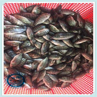 健康高效 活體養(yǎng)殖福壽魚病害防控與羅非魚苗運(yùn)輸管理