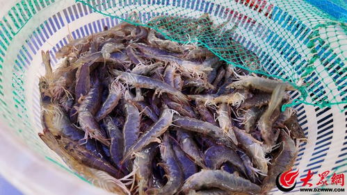 邁向綠色新“食”代 無抗活蝦引領(lǐng)健康消費新時尚