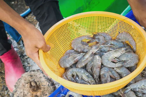 水產(chǎn)養(yǎng)殖業(yè)科學(xué)解析 對“抗生素與激素”的誤解與事實