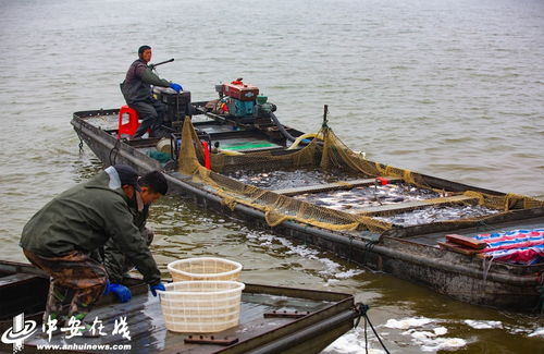 天井湖冬捕 安徽五河的豐收畫卷與生態(tài)養(yǎng)殖之道