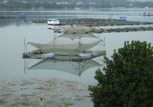 后疫情時(shí)代 健康綠色安全水產(chǎn)品崛起，呼喚水域環(huán)境新生態(tài)