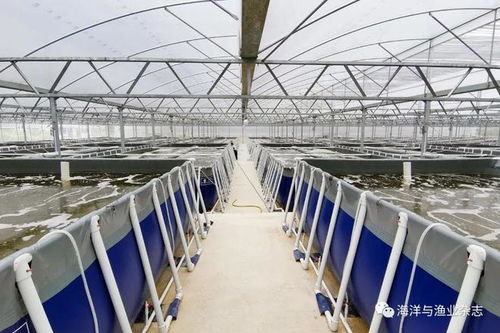 張家松談對蝦封閉式工廠化循環(huán)水養(yǎng)殖要點 聚焦水質(zhì)凈化與循環(huán)利用