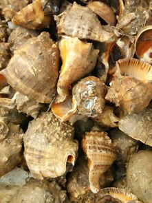 樂亭縣海龍海水養(yǎng)殖場 河北水產(chǎn)品養(yǎng)殖銷售的優(yōu)選之選