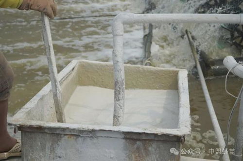 石灰與沸石 水產養殖的隱形利器與實用指南