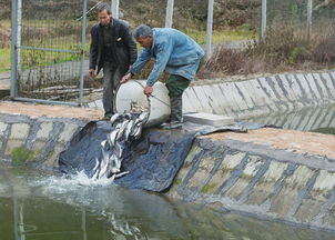 緊水灘鎮(zhèn)水產(chǎn)養(yǎng)殖戶引進(jìn)新品種 開拓養(yǎng)殖新路徑