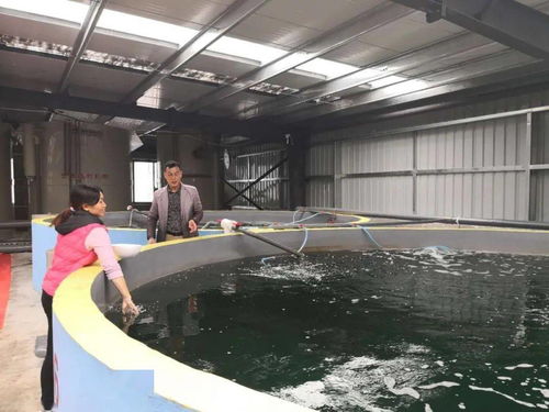 從異想天開到現(xiàn)實(shí)突破 零排放零污染模式開啟內(nèi)陸山區(qū)養(yǎng)蝦新紀(jì)元