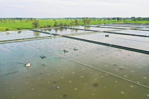 水產(chǎn)養(yǎng)殖管護(hù)忙，精細(xì)管理助增收