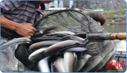 退伍軍人返鄉(xiāng)創(chuàng)業(yè)，鰻魚游出致富之路