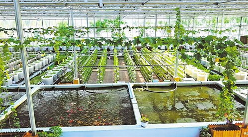 寧夏 引水筑夢(mèng)，讓優(yōu)質(zhì)水產(chǎn)品游向千家萬(wàn)戶