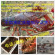 江蘇久鴻沭淮河龍蝦養(yǎng)殖基地 鮮活水產品養(yǎng)殖的卓越典范